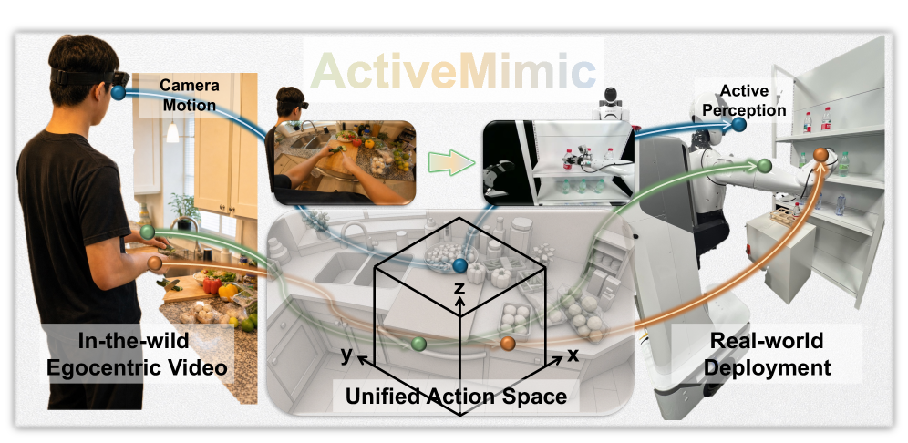 ActiveMimic: 具有主动感知的自中心视频预训练